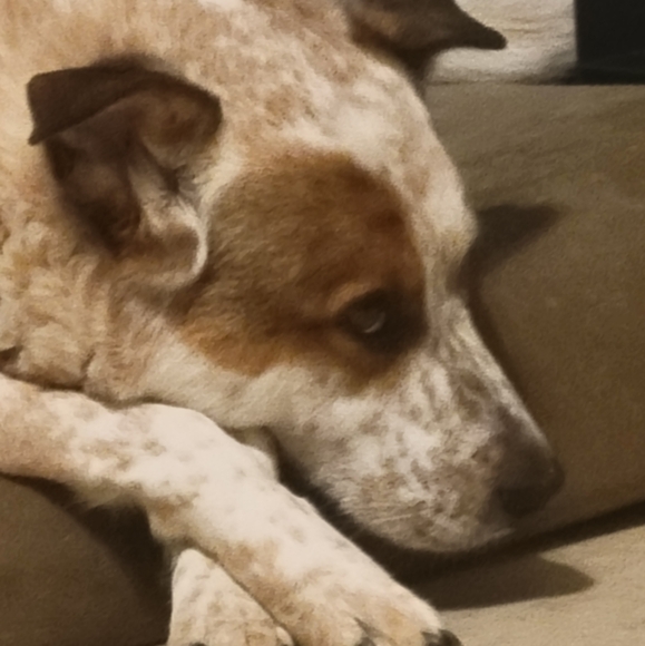 Meet your Posher, Jose - Picture 1 of 1